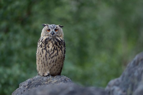 Eurasian Eagle-Owl (Bubo bubo) perched on a stone, North Rhine-Westphalia, Germany