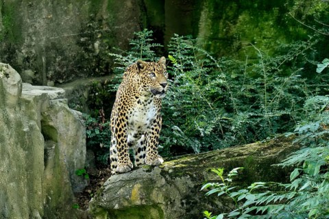 Sri Lanka Leopard (Panthera pardus kotiya), adult, stalking, running, alert, Sri Lanka