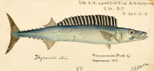Pike mackerel, Thyrsites atun, known as the snoek in South Africa and as the barracouta in