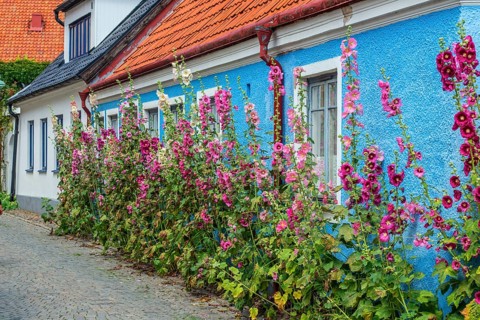 Hollyhocks (Alcea rosea) at a blue house in a small street in the idyllic downtown of Ystad,