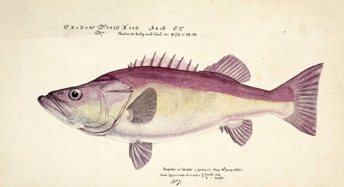 Hapuku, Hapuka or Whapuku, also known as groper, is a wreckfish of the family Polyprionidae, New