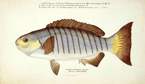 Black gnawing perch, Girella tricuspidata, The parore, also known as luderick, black bream, black