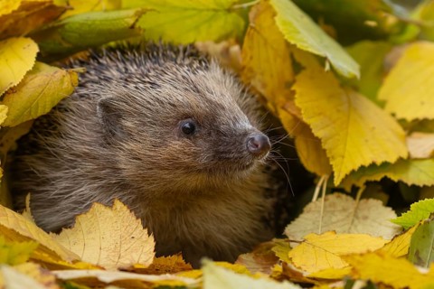 European hedgehog (Erinaceus europaeus) adult animal amongst fallen autumn leaves, Suffolk,