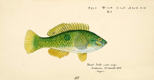 Spotted or paketi, Notolabrus celidotus, The spotty or paketi, fish, reproduction of an original,
