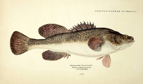 Maccullochella pelli, one of the largest freshwater fish of Australia, genus of large Australian
