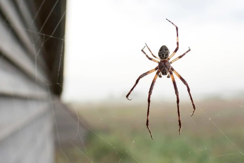 Bridge spider (Larinioides sclopetarius) or bridge spider, in web, Federsee, Bad Buchau,