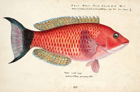 Scarlet wrasse, Pseudolabrus miles, fish, reproduction of an original, by Frank Edward Clarke (b.