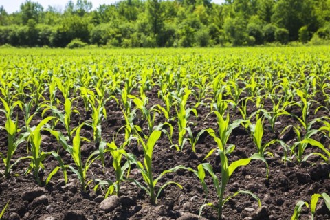 Zea mays, Corn crop seedlings in field in late spring, Quebec, Canada