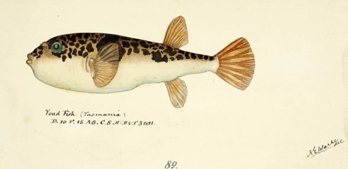 Pufferfish, Torquigener glaber, smooth toadfish, fish, reproduction of an original, by Frank Edward