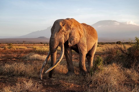 African elephant (Loxodonta africana) with Kilimanjaro, the famous Super Tusker elephant Craig, old