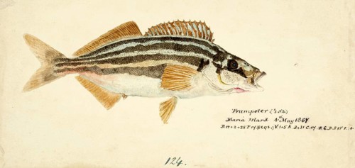 Der gestreifte Trompeter, gemeine Trompeter, Kupfer-Moki, Latris lineata, a species of marine