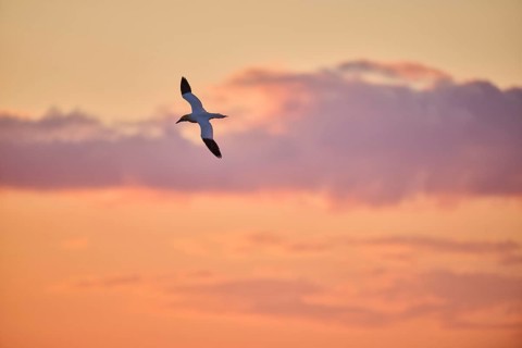 Northern gannet (Morus bassanus) flying in the sky at sunset, wildlife, Helgoland, Germany