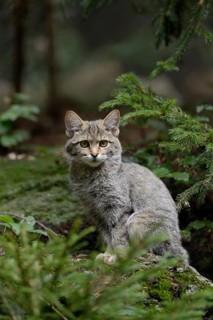 Wild Cat (Felis silvestris) sitting on a rock, Bavaria, Germany