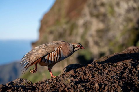 Red-legged partridge (Alectoris rufa), Madeira, Portugal