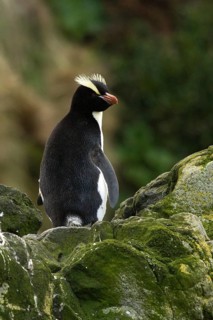 Erect-crested Penguin (Eudyptes sclateri), Antipodes Island, New Zealand