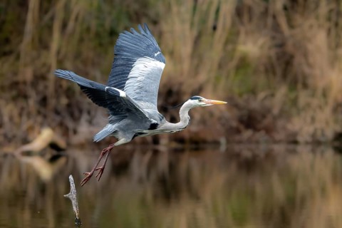 Grey heron (Ardea cinera), flying over water, Vienna, Austria