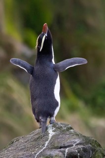 Erect-crested Penguin (Eudyptes sclateri), Antipodes Island, New Zealand