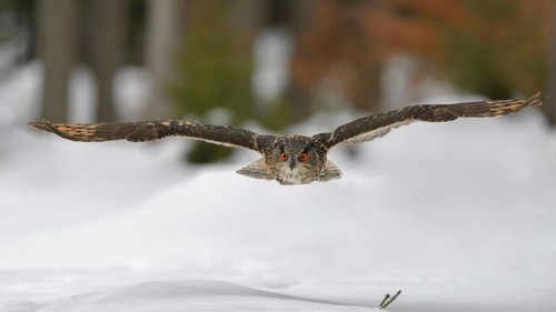 Eurasian eagle-owl (Bubo bubo) flying over snow, Moravia, Czech Republic