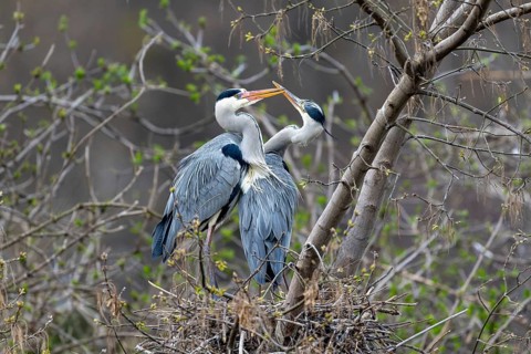 Grey heron (Ardea cinera), pair building a nest, Vienna, Austria