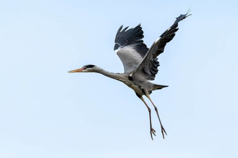 Grey heron (Ardea cinera), flying, Vienna, Austria