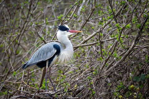 Grey heron (Ardea cinera), building a nest, Vienna, Austria
