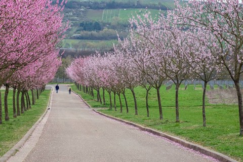 Almond tree blossom, almond tree (Prunus dulcis), Siebeldingen, German Wine Route, also Southern