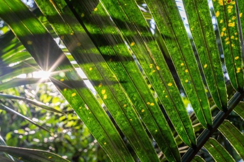 Sun flashes through the rainforest, Amazon Museum MUSA, Cidade de Deus, Manaus, Brazil