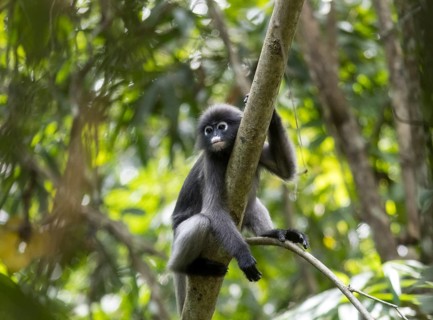 Dusky leaf monkey (Trachypithecus obscurus), Kaeng Krachan National Park, Phetchaburi Province,