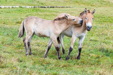 Przewalski's horse (Equus przewalski) capive Germany