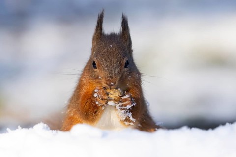 Red squirrel (Sciurus vulgaris) adult animal feeding on a nut in snow in winter, England, United