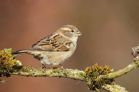 House Sparrow (Passer domesticus) female, Allgäu, Bavaria, Germany, Allgäu, Bavaria, Germany