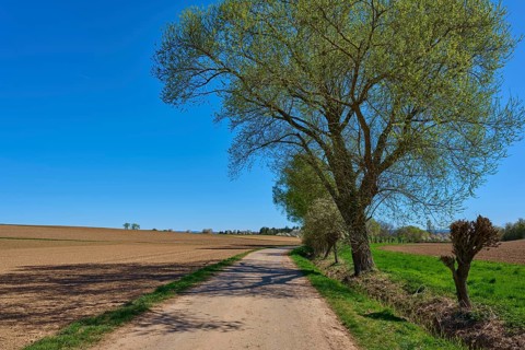 Rural scene with country lane and trees, pollarded willow, blue sky and bright atmosphere create a