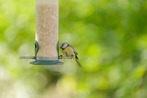 Blue tit (Cyanistes caeruleus) eating seeds from a feeder. seasonal bird feeding. Bad Salzschlirf,