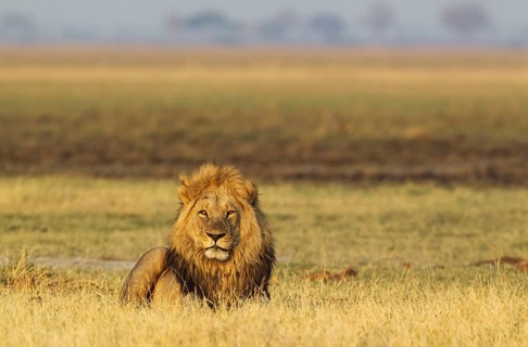 Lion (Panthera leo), male, resting in the early morning, Savuti, Chobe National Park, Botswana