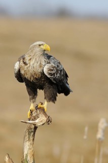White-tailed Eagle (Haliaeetus albicilla), Mecklenburg-Western Pomerania, Germany