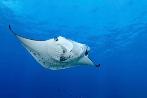 Reef Manta (Manta alfredi), swims in the open sea, Tuamotu Archipelago, French Polynesia, South