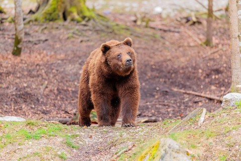 A male Eurasian brown bear (Ursus arctos arctos) runs out of a forest
