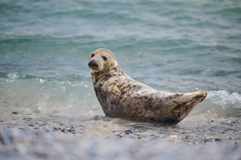 Grey seal (Halichoerus grypus) on the beach on the edge of the water with the sea in the