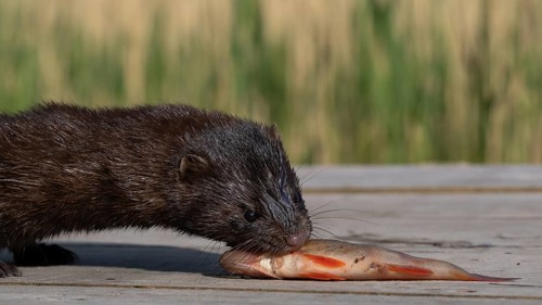 A mink captures a rudd from an angler
