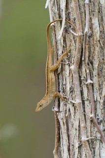 Florida scrub lizard, Florida scrub lizard (Sceloporus woodi), on tree, Everglades National Park,