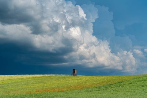 Solitary high seat in fields with oats, wheat and poppies in front of a dramatic sky with