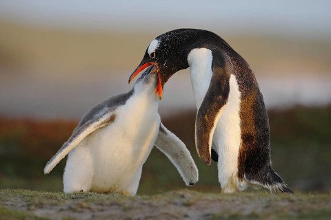 Feeding scene. Young gentoo penguin beging food beside adult gentoo penguin, Falkland. Penguins in