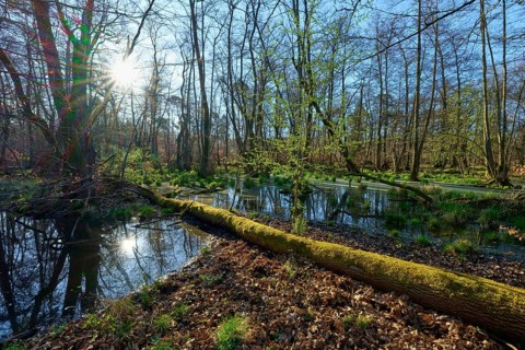 Sunny alluvial forest with a watercourse and a moss-covered tree trunk in the foreground, spring,
