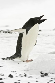 Adelie Penguin (Pygoscelis adeliae), Antarctica