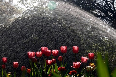 Watering a garden, April, Germany