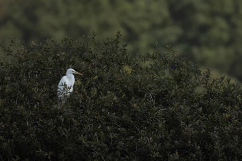 Great white egret (Ardea alba) adult bird in a tree, Norfolk, England, United Kingdom