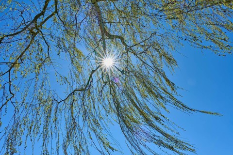 Rays of light through birch branches in the blue sky with sunbeams, Seckmauern, Lützelbach,