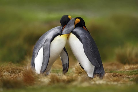 Animal love. King penguin couple cuddling, wild nature, green background. Two penguins making love.