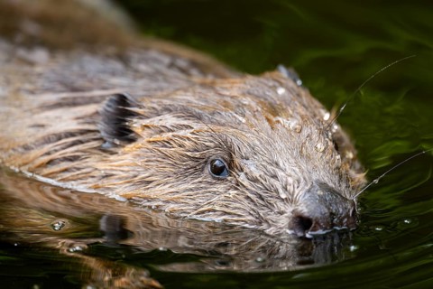Eurasian beaver (Castor fiber) swimming on a lake, Bavaria, Germany