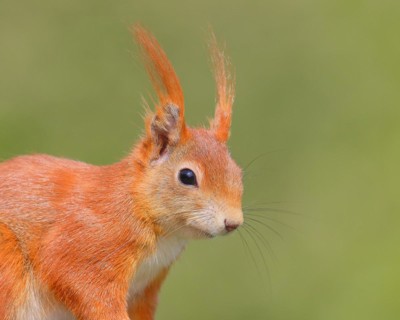 Eurasian red squirrel (Sciurus vulgaris) adult animal, head portrait, mammal, wildlife, Siegerland,